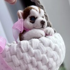 Щенок хаски