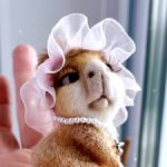 Морская свинка