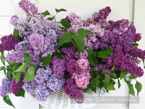 Разрешите познакомиться - Алисочка (Сара Готц) (фото 10)