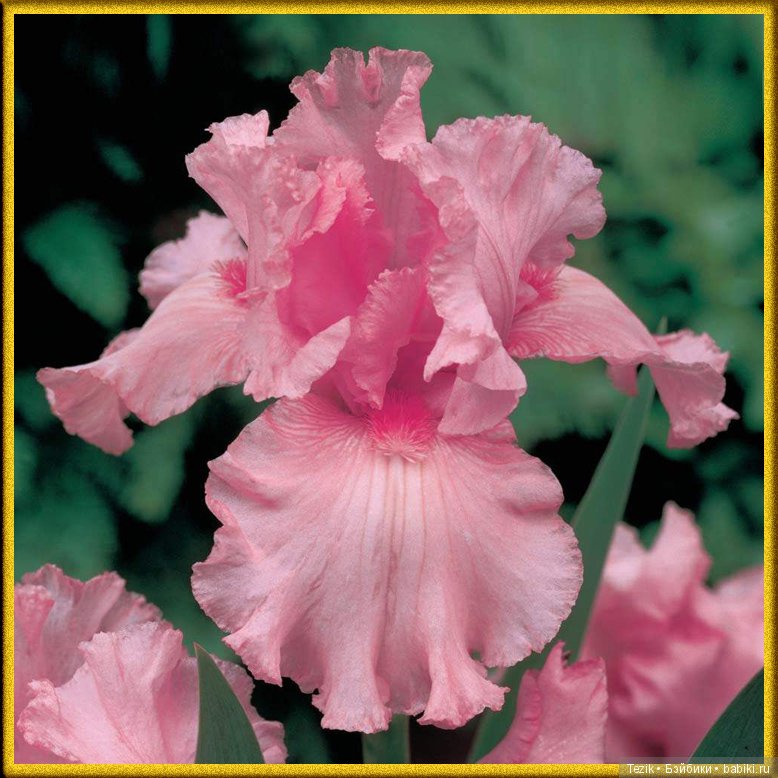 Фея сплюшка по имени Розовый Ирис