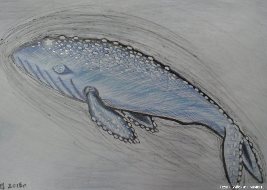 Папа кит карандашами. Киты рисование карандашом. Рыба кит рисует карандашами. Рыба кит рисуем кота. Рисование карандашами рыба кит.