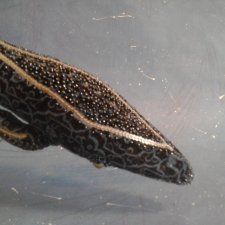 Франк. Начало перемен. Гхётзинбург