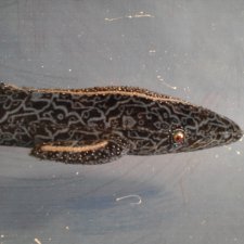 Шабаш. Гхётзинбург