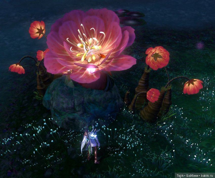 Цветы Айона — Красивая природа и цветы: фото пейзажей