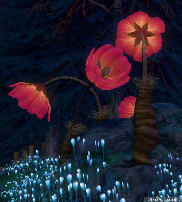 Цветы Айона — Красивая природа и цветы: фото пейзажей