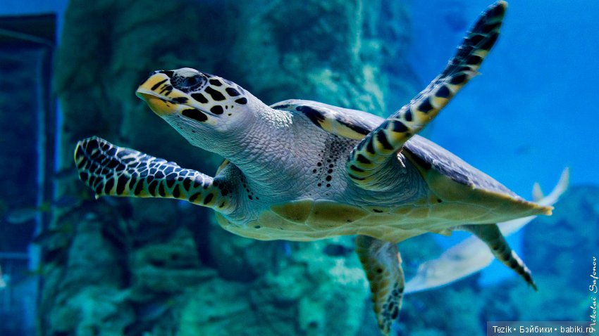 Сборник сказок для черепашек (фото 2)