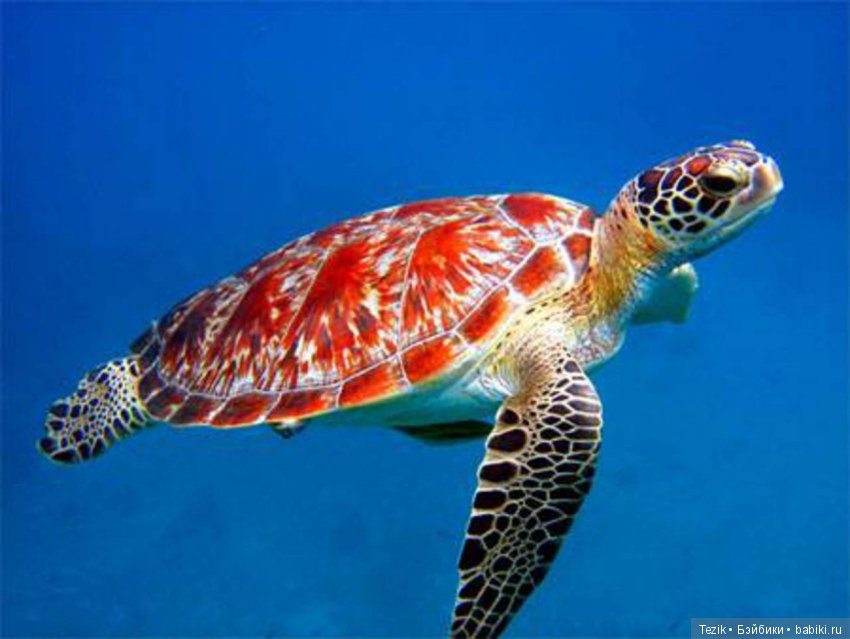 Сборник сказок для черепашек (фото 6)