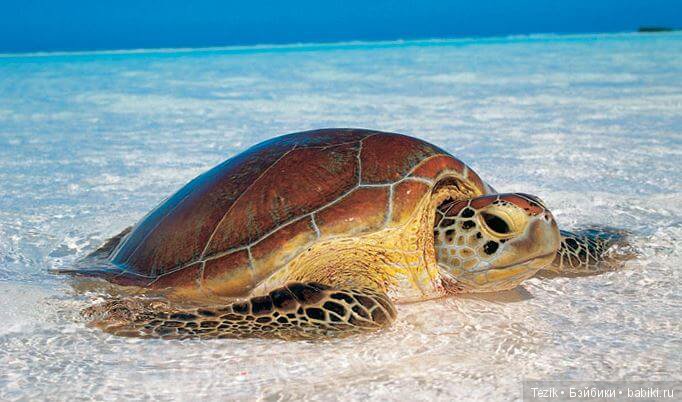 Сборник сказок для черепашек (фото 5)