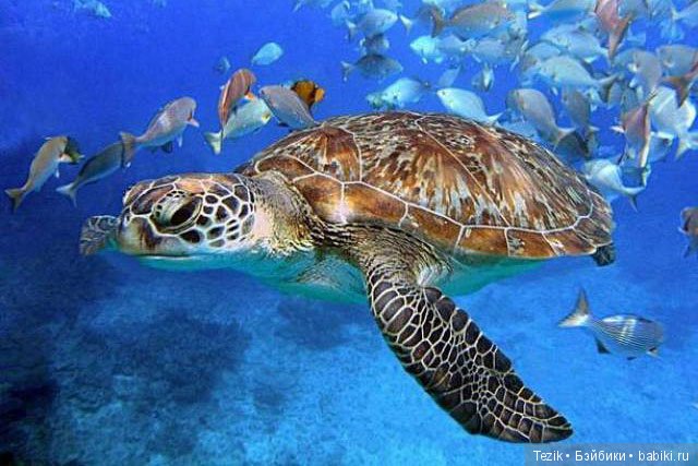 Сборник сказок для черепашек (фото 7)