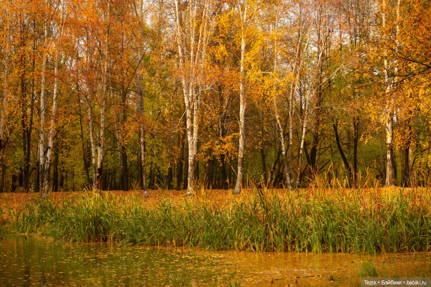 Фотографии осеннего парка (фото 4)