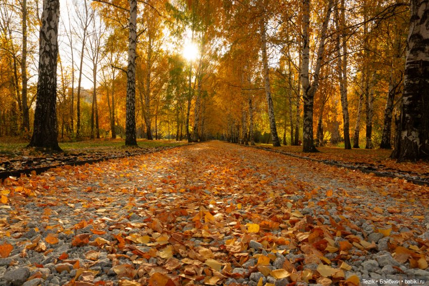 Фотографии осеннего парка (фото 7)