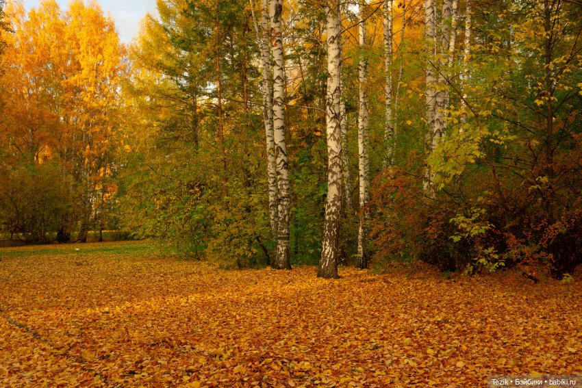 Фотографии осеннего парка (фото 3)