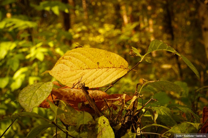 Фотографии осеннего парка (фото 9)