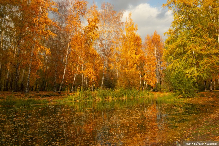 Фотографии осеннего парка (фото 5)