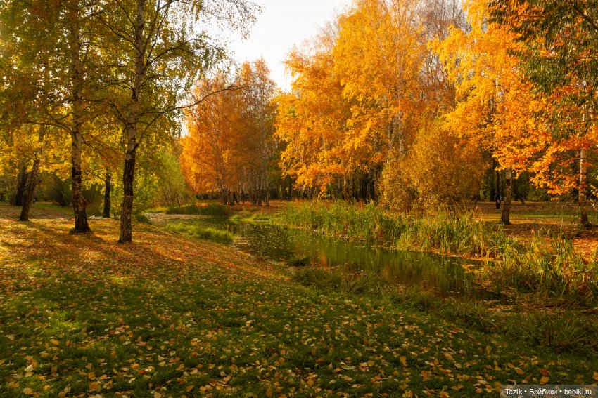 Фотографии осеннего парка (фото 6)