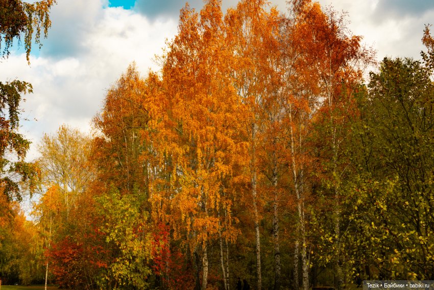 Фотографии осеннего парка