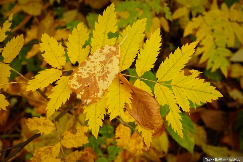 Фотографии осеннего парка (фото 10)