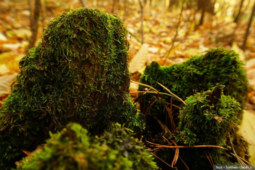 Фотографии осеннего парка