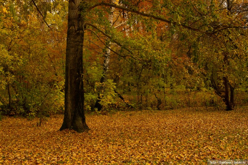 Фотографии осеннего парка (фото 2)