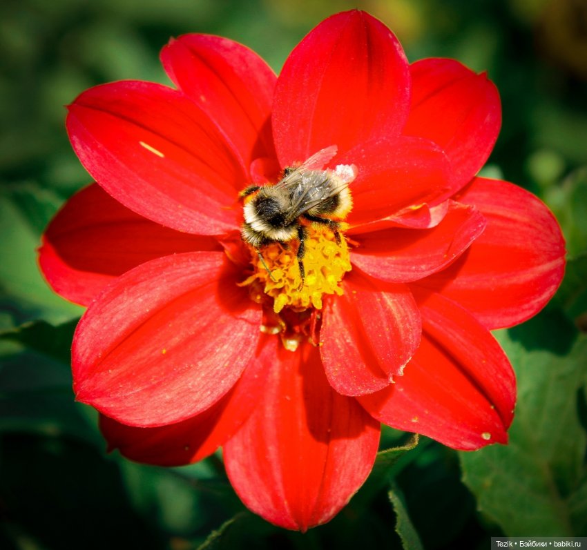 Авторские фото открытки — Другие хобби и увлечения: сад (фото 10)