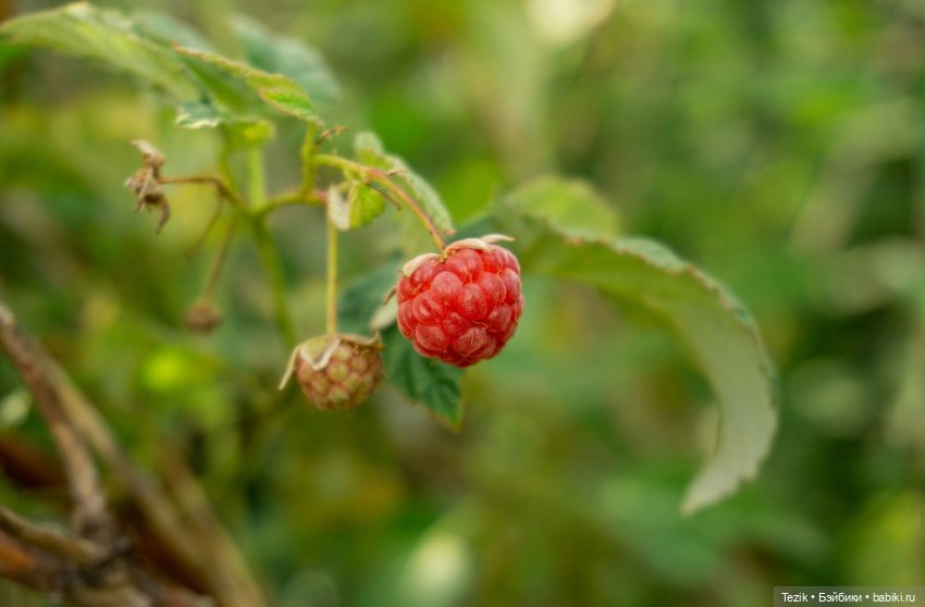 Авторские фото открытки — Другие хобби и увлечения: сад (фото 9)