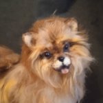 игрушки -собаки из шерсти