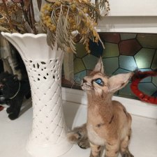 кому котика