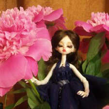 Розовые пионы