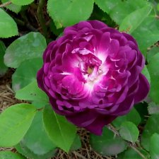 Краски уходящего лета