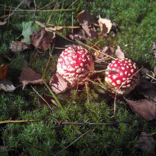 Мухоморная осень