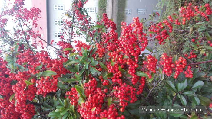 Выставка кукол и мишек Puppen-Festtage Eschwege 2015 в Эшвеге. Часть 2-ая - мишки