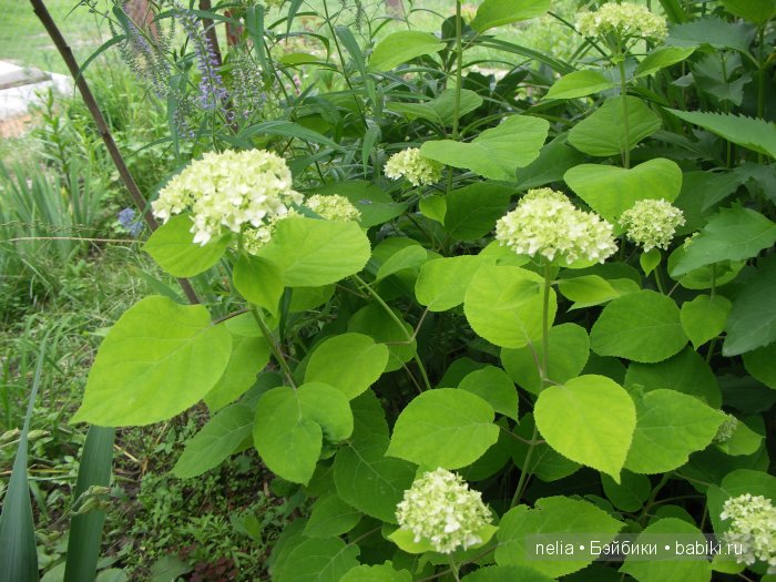Прогулка по саду подружек Паолочек