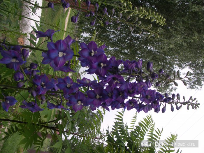 Прогулка по саду подружек Паолочек