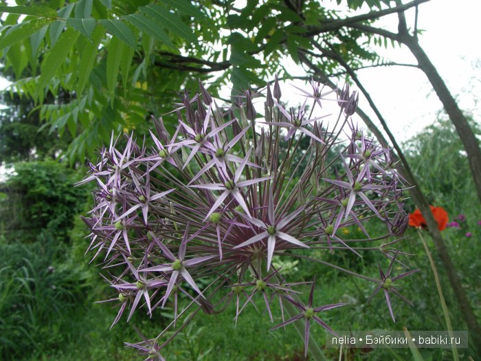 Прогулка по саду подружек Паолочек