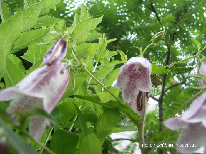 Прогулка по саду подружек Паолочек