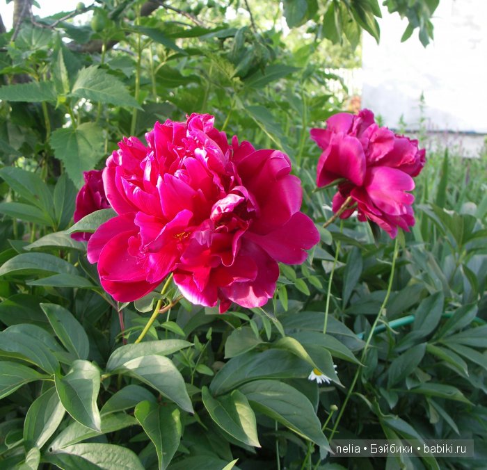 Прогулка по саду подружек Паолочек