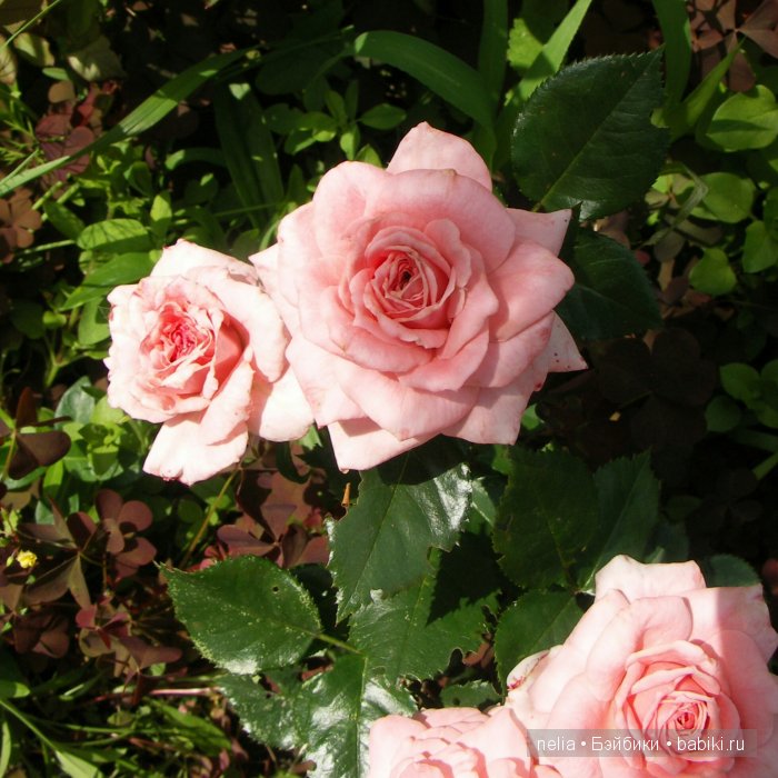 Прогулка по саду подружек Паолочек (фото 5)