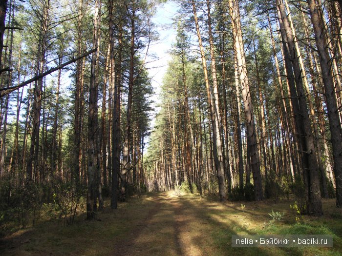 Мои куколки Эмми и Пеппи и небольшая прогулка по осеннему лесу