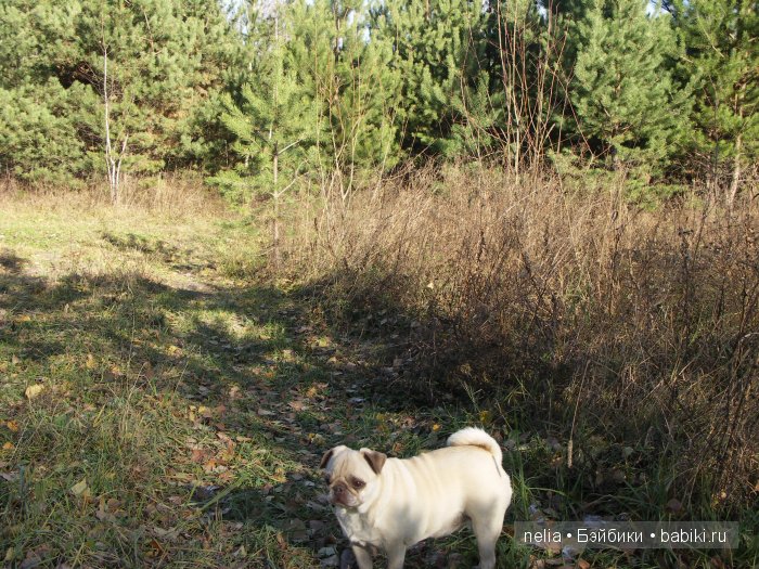 Мои куколки Эмми и Пеппи и небольшая прогулка по осеннему лесу