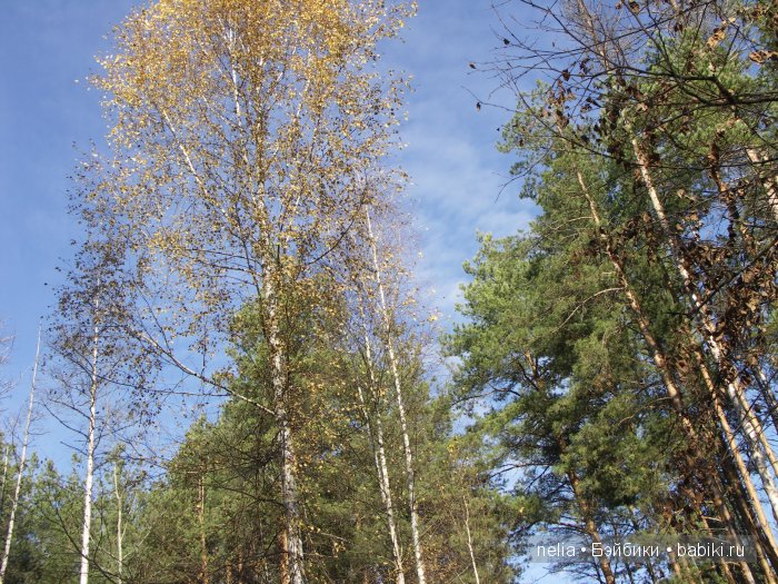 Мои куколки Эмми и Пеппи и небольшая прогулка по осеннему лесу