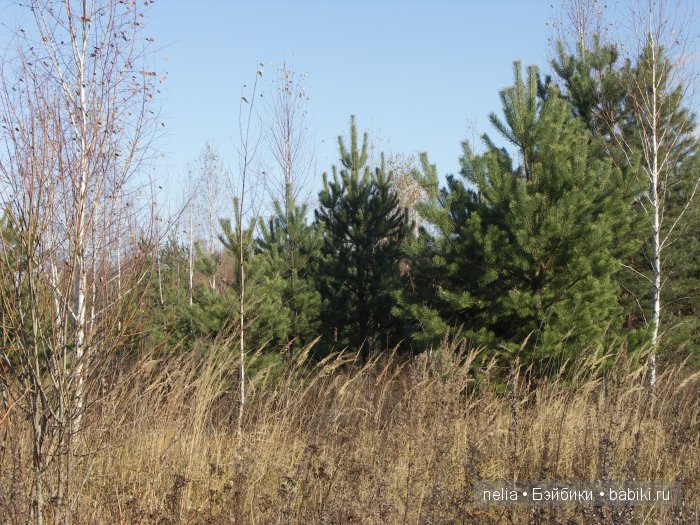 Мои куколки Эмми и Пеппи и небольшая прогулка по осеннему лесу