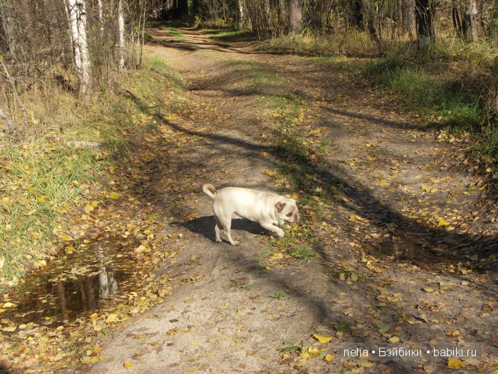 Мои куколки Эмми и Пеппи и небольшая прогулка по осеннему лесу