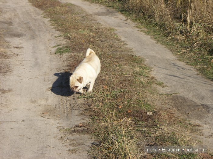 Мои куколки Эмми и Пеппи и небольшая прогулка по осеннему лесу (фото 10)
