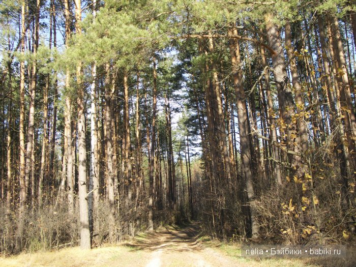 Мои куколки Эмми и Пеппи и небольшая прогулка по осеннему лесу