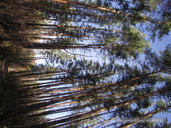 Мои куколки Эмми и Пеппи и небольшая прогулка по осеннему лесу