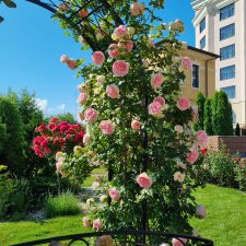 Розы. Солнце. Кисловодск