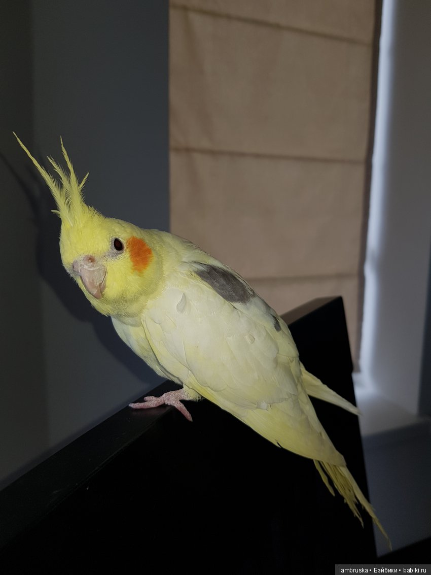 Слонорелла — Авторские игрушки из разных материалов: синельная проволока (фото 7)