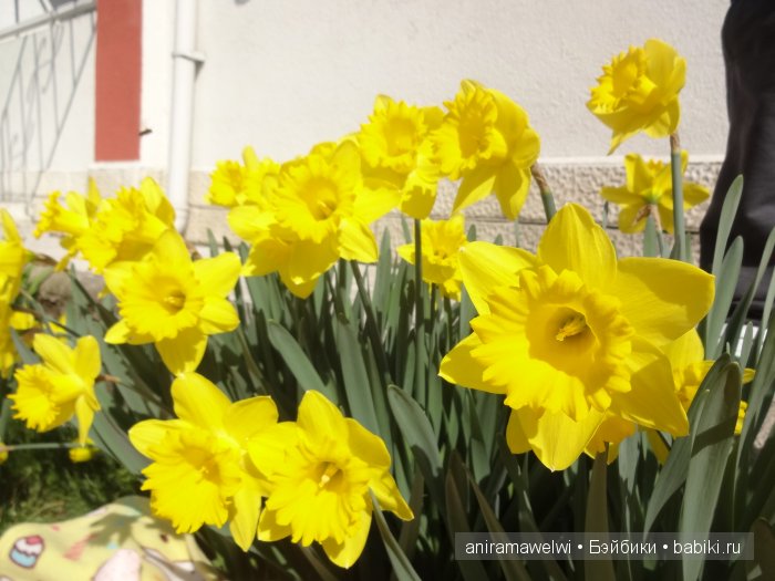 Праздничный топик к 8 марта или Лола и Лиза - мои маленькие весенние цветочки