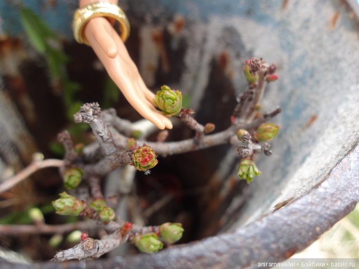 Botanik parki Анкара Турция