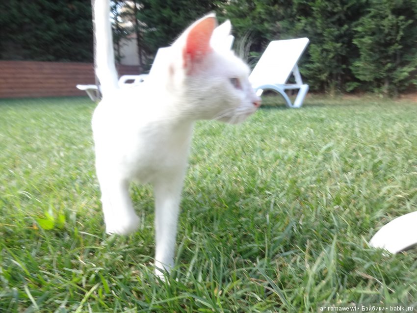 Горячий привет из Стамбула. Кукла реборн Даша